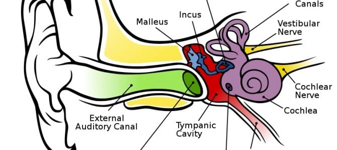 Eustachian Tube Dysfunction (ETD) And How To Treat It Eustachian Tube Dysfunction (ETD) And How To Treat It