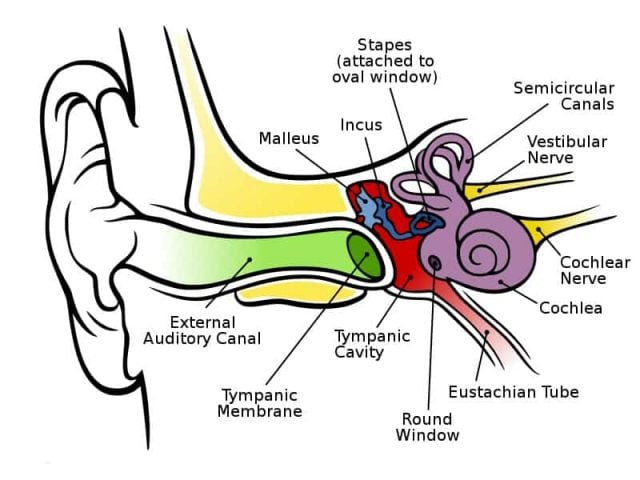 Annotated diagram of the ear